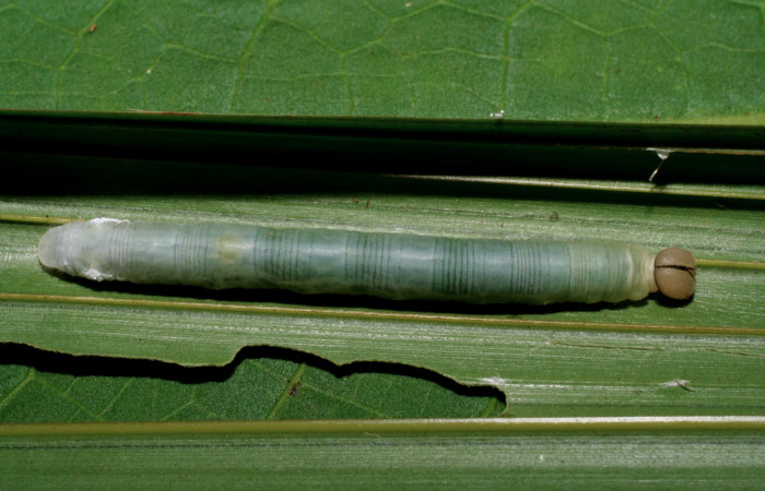 Figura 6. Larva <i>Dubiella belpa</i> (Hesperiidae), último estadío (U) vista dorsal, localidad Pasmompa Sector Pitilla ACG (440m). Voucher: 06-SRNP-34203-DHJ425310.jpg.