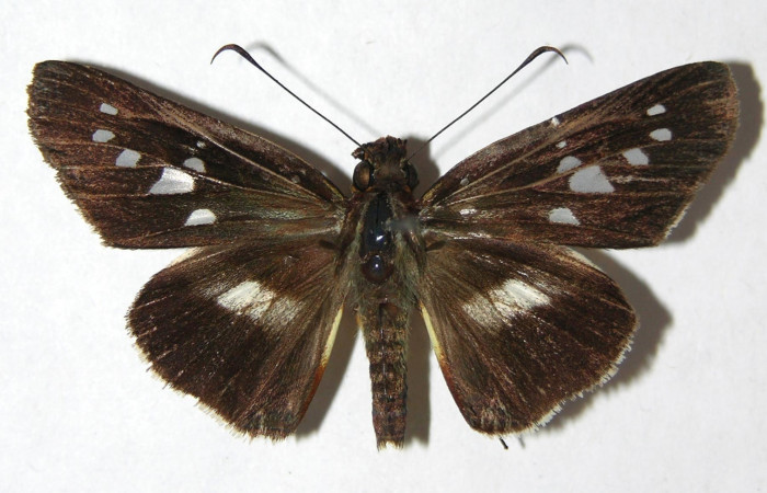 Figura 10. Adulto de <i>Dubiella belpa</i> (Hesperiidae), hembra vista dorsal, localidad Sendero Cuestona Sector Pitilla ACG (640m). Voucher: 08-SRNP-31181-DHJ390940.jpg.