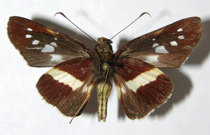 Figura 11. Adulto de <i>Dubiella belpa</i> (Hesperiidae), hembra vista ventral, localidad Sendero Cuestona Sector Pitilla ACG (640m). Voucher: 08-SRNP-31181-DHJ390941.jpg.
