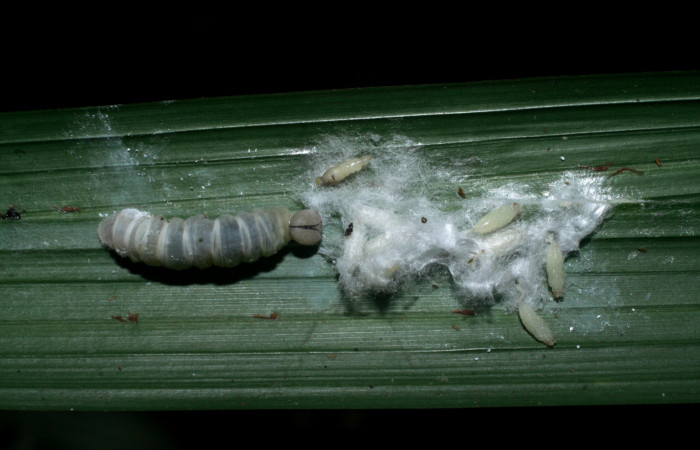 Figura 12. Larva <i>Dubiella belpa</i> (Hesperiidae), vista capullos de parásitos <i>Alphomelon</i> arecaphileDHJ02 (Braconidae), localidad Cabrera Sector Pitilla ACG (500m). Voucher: 08-SRNP-33045-DHJ449272.jpg.