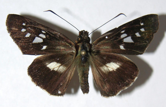 Figura 1. Adulto de <i>Dubiella belpa</i> (Hesperiidae), hembra vista dorsal, localidad Estación Quica Sector Pitilla ACG (470m). Voucher: 08-SRNP-70017-DHJ390936.jpg.