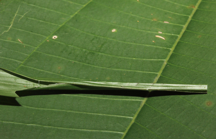 Figura 2. Casita de <i>Dubiella belpa</i> (Hesperiidae), localidad Gazo Sector Pitilla ACG (485m). Voucher: 14-SRNP-70971-DHJ723004.jpg.