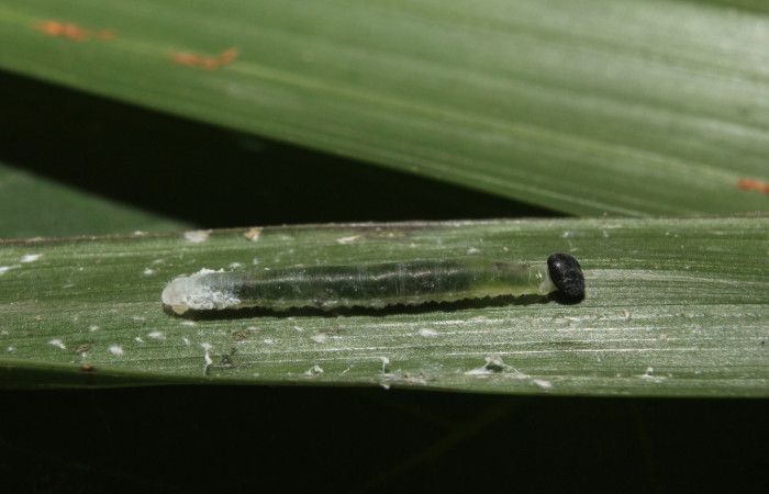 Figura 3. Larva <i>Dubiella belpa</i> (Hesperiidae), primer estadío (PPPU) vista lateral, localidad Gazo Sector Pitilla ACG (485m). Voucher: 14-SRNP-70971-DHJ723009.jpg.