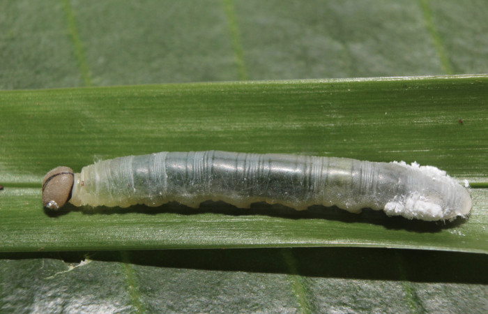 Figura 4. Larva <i>Dubiella belpa</i> (Hesperiidae), tercer estadío (PPU) vista lateral, localidad Gazo Sector Pitilla ACG (485m). Voucher: 14-SRNP-70971-DHJ723103.jpg.