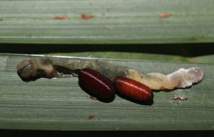 Figura 14. Larva <i>Dubiella belpa</i> (Hesperiidae), vista puparios de parásito desconocido (Tachinidae), localidad Medrano Estación Quica Sector Pitilla ACG (380m). Voucher: 14-SRNP-71146-DHJ723589.jpg.
