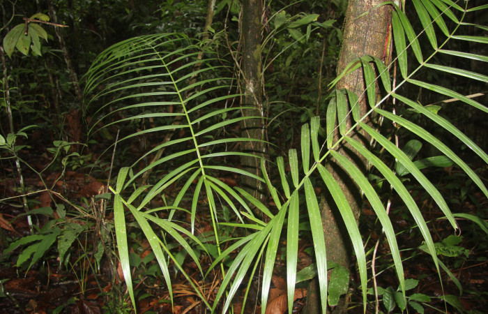 Figura 15. Planta hospedera de <i>Dubiella belpa</i> (Hesperiidae), esta planta se llama <i>Euterpe precotoria</i> (Arecaceae), localidad Estación Quica Sector Pitilla ACG (470m).