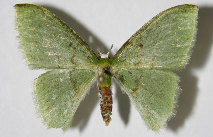 Figura 16. Adulto de <i>Tachyphyle</i> undilineataDHJ01 (Geometridae), hembra vista dorsal, localidad Puente Palma, Sector San Cristóbal ACG (460m). Voucher: 05-SRNP-3685-DHJ326404.jpg.