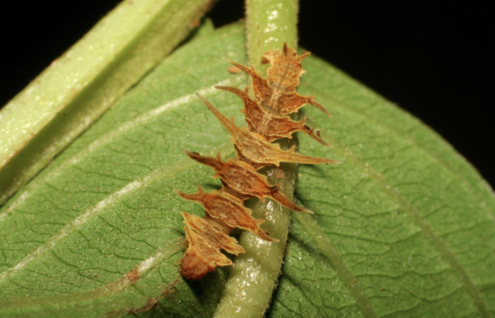 Figura 18. Larva <i>Tachyphyle</i> undilineataDHJ02 (Geometridae), vista dorsal, localidad Puente Río Negro, Sector Rincón Rain Forest ACG (340m). Voucher: 06-SRNP-42319-DHJ414759.jpg.