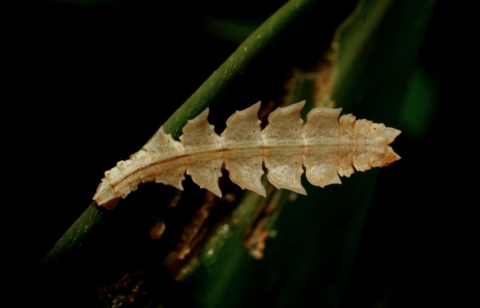 Figura 3. Larva <i>Tachyphyle hamata</i> (Geometridae), penúltimo estadío (PU) vista dorsal, localidad Estación Biológica Pitilla, Sector Pitilla ACG (675m). Voucher: 09-SRNP-32084-DHJ458935.jpg.