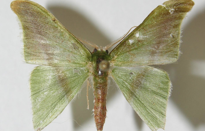 Figura 1. Adulto de <i>Tachyphyle hamata</i> (Geometridae), vista dorsal, localidad Estación Biológica Pitilla, Sector Pitilla ACG (675m). Voucher: 09-SRNP-33498-DHJ541004.jpg.
