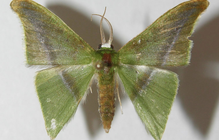 Figura 10. Adulto de <i>Tachyphyle hamata</i> (Geometridae), vista dorsal, localidad Sendero Carica, Sector Pitilla ACG (660m). Voucher: 11-SRNP-30079-DHJ541516.jpg.