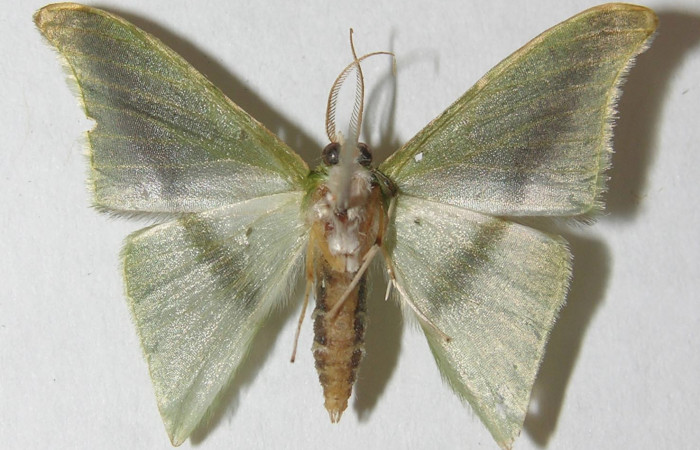 Figura 11. Adulto de <i>Tachyphyle hamata</i> (Geometridae), vista ventral, localidad Sendero Carica, Sector Pitilla ACG (660m). Voucher: 11-SRNP-30079-DHJ541517.jpg.