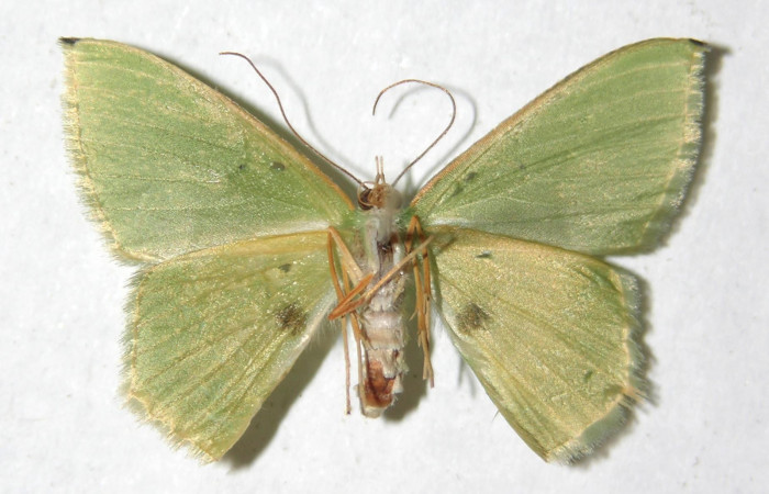 Figura 21. Adulto de <i>Tachyphyle</i> undilineataDHJ02 (Geometridae), vista ventral, localidad Río Blanco Abajo, Sector San Cristóbal ACG (500m). Voucher: 12-SRNP-2260-DHJ594341.jpg.