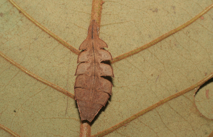 Figura 15. Larva <i>Tachyphyle</i> undilineataDHJ01 (Geometridae), vista dorsal, localidad Puente Palma, Sector San Cristóbal ACG (460m). Voucher: 14-SRNP-4323-DHJ487632.jpg.
