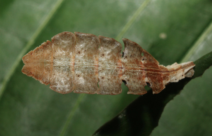 Figura 4. Larva <i>Tachyphyle hamata</i> (Geometridae), último estadío (U) vista dorsal, localidad Estación Biológica Quica, Sector Pitilla ACG (470m). Voucher: 18-SRNP-70535-DHJ741876.jpg.