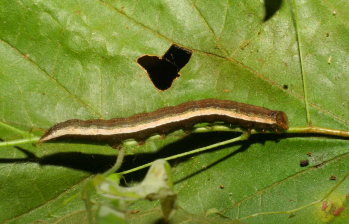Fig.11. Larva de <i>Anticarsia gemmatalis</i> en posición lateral. Voucher : 05-SRNP-59299-DHJ408618.jpg