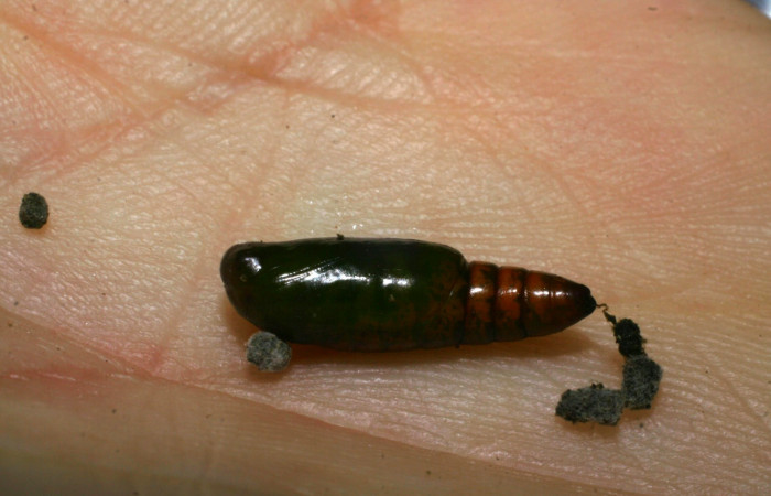 Fig.12. Pupa de <i>Anticarsia gemmatalis</i>. Voucher :  09-SRNP-12061-DHJ450576.jpg