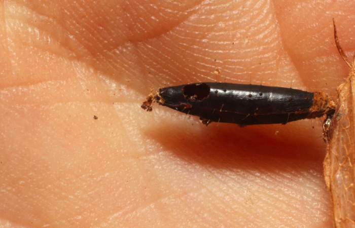 Fig.13. Capullo de <i>Aleiodes</i> Janzen38 de la familia (Braconidae), parásito de larva de <i>Anticarsia gemmatalis</i>. Voucher : 11-SRNP-55519-DHJ804009.jpg.