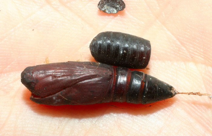 Fig.14. Pupario de <i>Blepharipa albicauda</i> de la familia (Tachinidae), parásito de larva de <i>Anticarsia gemmatalis</i>. Voucher : 08-SRNP-4547-DHJ453251.jpg