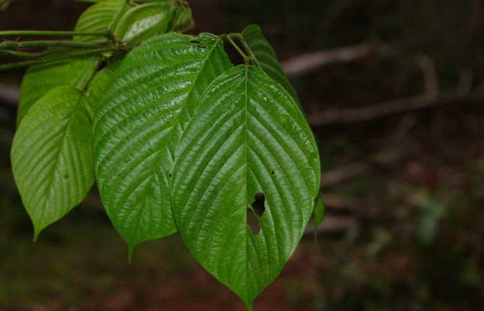 Fig.17. Mostrando hojas [ii]Dioclea wilsonii</i> (Fabaceae), planta hospedera de <i>Anticarsia gemmatalis</i>. 