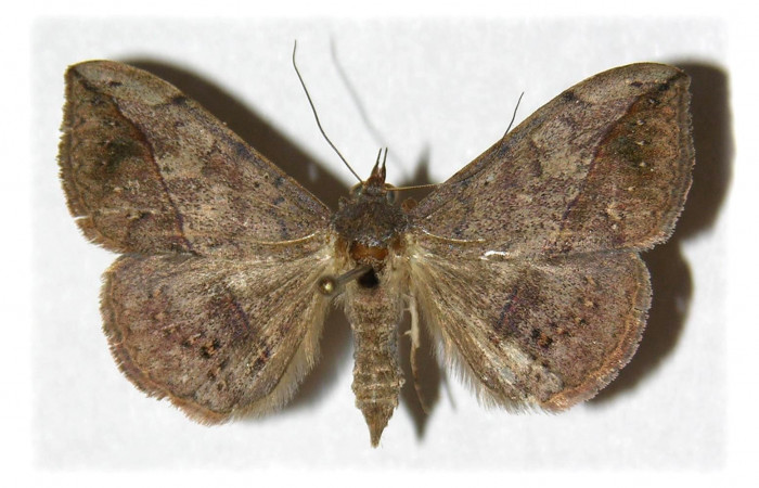 Fig.2. Macho de <i>Anticarsia gemmatalis</i>re en posición dorsal. Voucher : 03-SRNP-17806-DHJ314574.jpg.