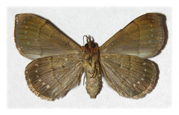 Fig.3. Hembra de <i>Anticarsia gemmatalis</i> en posición ventral. Voucher : 02-SRNP-1742-DHJ314567.
