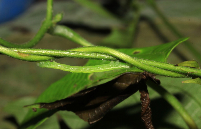 Fig.5. Larva de <i>Anticarsia gemmatalis</i> en posición lateral. Voucher : 15-SRNP-30393-DHJ721749.jpg.