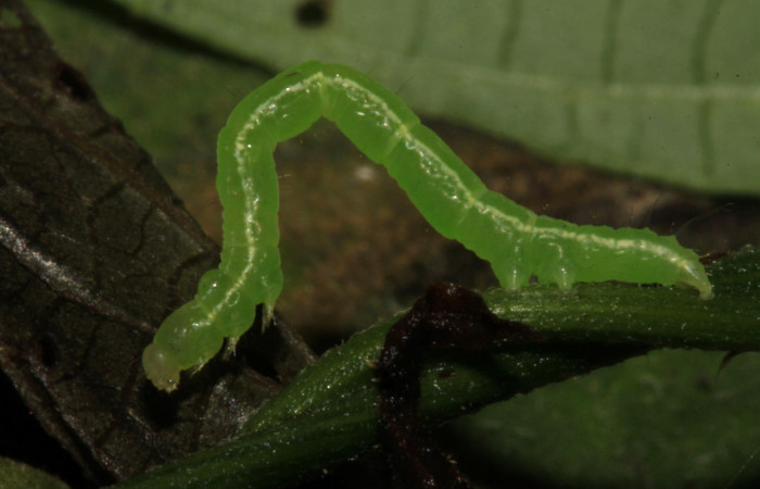 Fig.6. Larva de <i>Anticarsia gemmatalis</i> en posición lateral. Voucher : 15-SRNP-30393-DHJ721748.jpg.