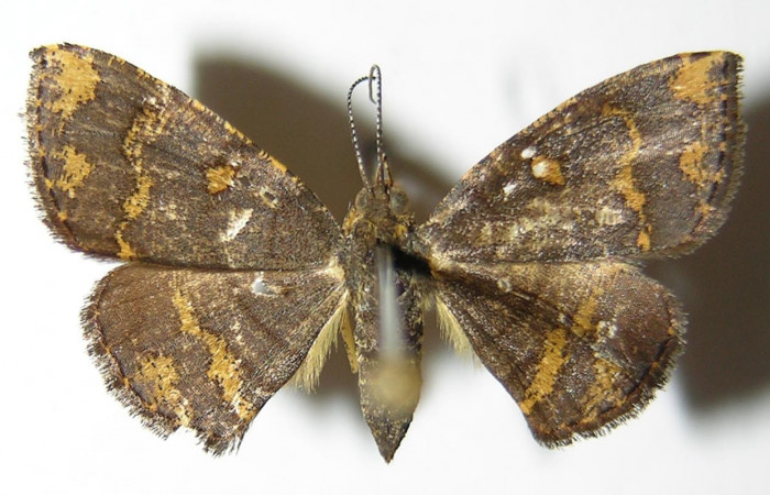 Figura 7. Adulto de <i>Cyclomia disparilis</i> (Geometridae), hembra vista dorsal, localidad Rio Blanco Abajo Sector San Cristóbal ACG (500m). Voucher: 00-SRNP-11837-DHJ325094.jpg.