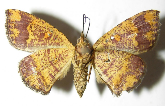 Figura 8. Adulto de <i>Cyclomia disparilis</i> (Geometridae), hembra vista ventral, localidad Rio Blanco Abajo Sector San Cristóbal ACG (500m). Voucher: 00-SRNP-11837-DHJ325095.jpg.