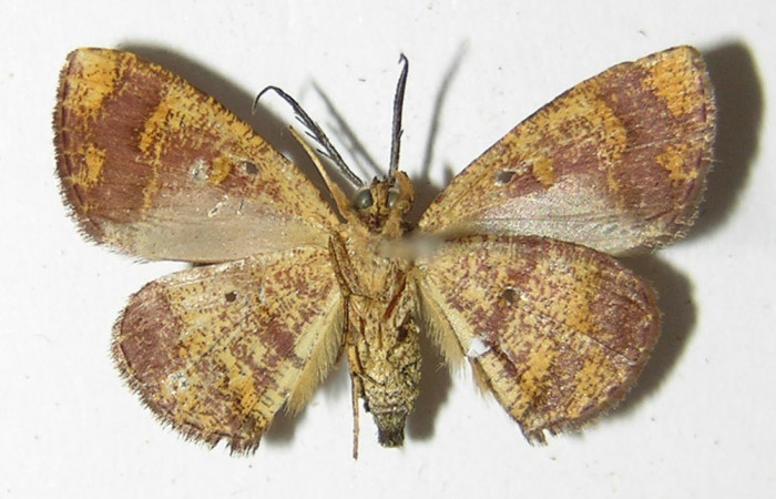 Figura 10. Adulto de <i>Cyclomia disparilis</i> (Geometridae), macho vista ventral, localidad Camino Rio Francia Sector Rincón Rain Forest ACG (410m). Voucher: 00-SRNP-21217-DHJ325053.jpg.