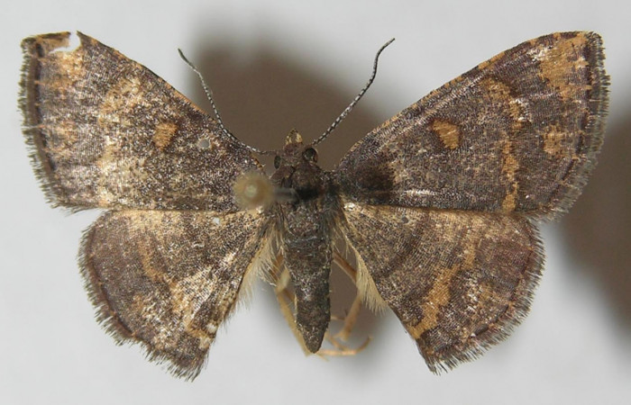 Figura 1. Adulto de <i>Cyclomia disparilis</i> (Geometridae), vista dorsal, localidad Flecha Sector Rincón Rain Forest ACG (491m). Voucher: 11-SRNP-80547-DHJ541310.jpg.