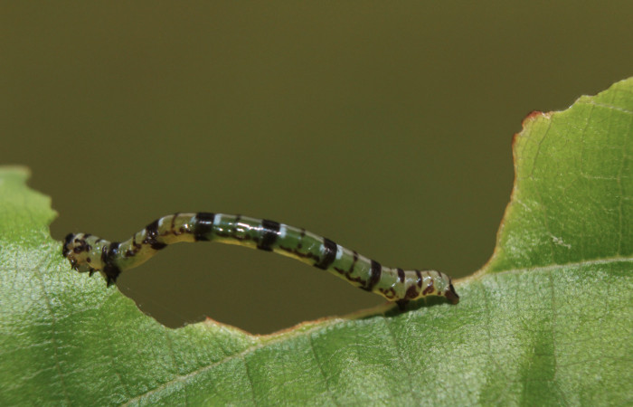 Figura 3. Larva <i>Cyclomia disparilis</i> (Geometridae), penúltimo estadío (PU) vista dorsal, localidad Medrano Estación Quica Sector Pitilla ACG (380m). Voucher: 14-SRNP-71279-DHJ723409.jpg.