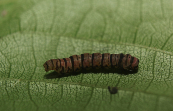 Figura 5. Larva <i>Cyclomia disparilis</i> (Geometridae), en estado de prepupa, vista dorsal, localidad Medrano Estación Quica Sector Pitilla ACG (380m). Voucher: 14-SRNP-71279-DHJ723517.jpg.