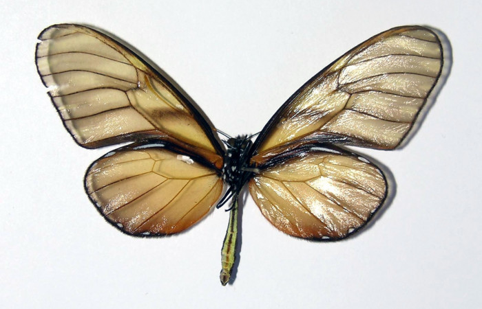 Figura 10. Adulto de <i>Dircenna klugii</i> (Nymphalidae), macho vista ventral, localidad Sendero Nayo Sector Cacao ACG (1090m). Voucher: 02-SRNP-23373-DHJ98833.jpg.