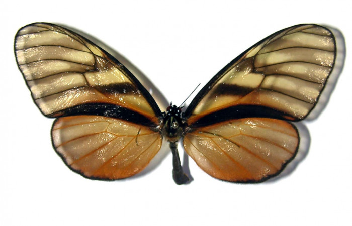 Figura 11. Adulto de <i>Dircenna klugii</i> (Nymphalidae), hembra vista dorsal, localidad Estación Cacao Sector Cacao ACG (1150m). Voucher: 03-SRNP-22973-DHJ98834.jpg.