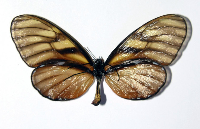 Figura 12. Adulto de <i>Dircenna klugii</i> (Nymphalidae), hembra vista ventral, localidad Estación Cacao Sector Cacao ACG (1150m). Voucher: 03-SRNP-22973-DHJ98835.jpg.