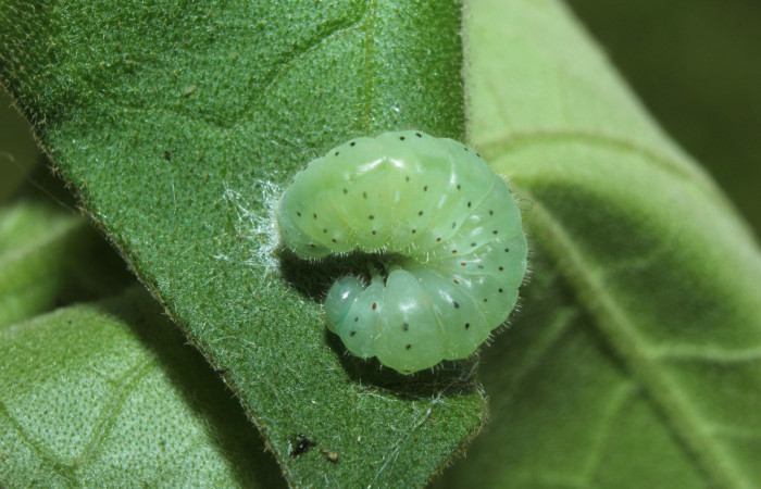 Figura 6. Larva <i>Dircenna klugii</i> (Nymphalidae), en estado de prepupa vista dorsal, localidad Medrano Estación Quica Sector Pitilla ACG (380m). Voucher: 14-SRNP-71857-DHJ726190.jpg.
