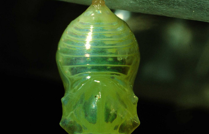 Figura 8. Pupa de <i>Dircenna klugii</i> (Nymphalidae), vista ventral, localidad Estación Cacao Sector Cacao ACG (1150m). Voucher: 95-SRNP-455-DHJ21854.jpg.