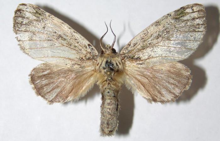 Figura 1. Adulto de <i>Farigia montana</i> (Notodontidae), hembra vista dorsal, localidad Margarita Sector Del Oro ACG (380m). Voucher: 05-SRNP-23713-DHJ330692.jpg.
