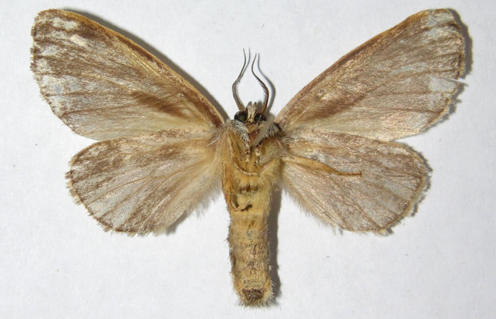 Figura 8. Adulto de <i>Farigia montana</i> (Notodontidae), hembra, vista ventral, localidad Margarita Sector Del Oro ACG (380m). Voucher: 05-SRNP-23713-DHJ330693.jpg.