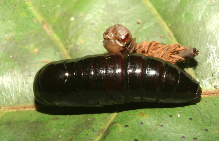 Figura 6. Pupa de <i>Farigia montana</i> (Notodontidae), vista dorsal, localidad Cano Estación Biológica Quica Sector Pitilla ACG (490m). Voucher:13-SRNP-71844-DHJ703501.jpg.