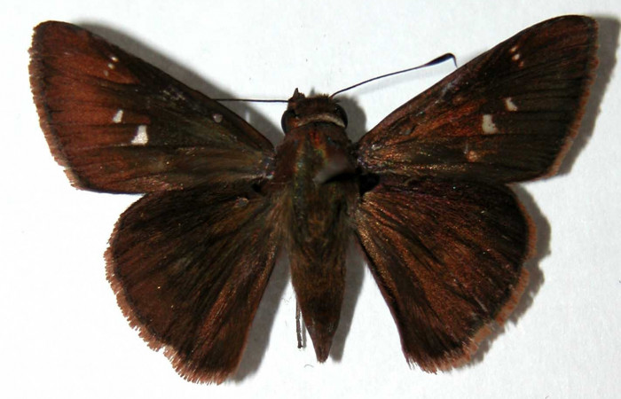 Figura 10. Adulto de <i>Cynea cannae</i> (Hesperiidae), macho vista dorsal, localidad Sendero Corredor, Sector San Cristóbal ACG (620m). Voucher: 03-SRNP-5605-DHJ39644.jpg.
