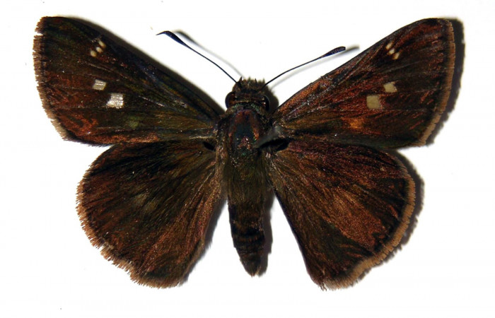 Figura 12. Adulto de <i>Cynea cannae</i> (Hesperiidae), hembra vista dorsal, localidad Quebrada Suamposa, Sector Del Oro ACG (290m). Voucher: 04-SRNP-22278-DHJ99432.jpg.