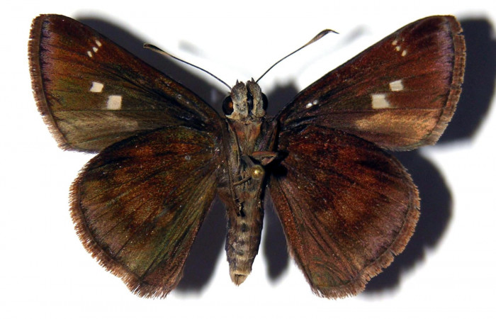 Figura 13. Adulto de <i>Cynea cannae</i> (Hesperiidae), hembra vista ventral, localidad Quebrada Suamposa, Sector Del Oro ACG (290m). Voucher: 04-SRNP-22278-DHJ99433.jpg.