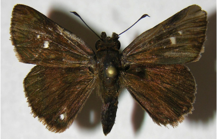 Figura 1. Adulto de <i>Cynea cannae</i> (Hesperiidae), vista dorsal, localidad Laureles, Sector Rincón Rain Forest ACG (95m). Voucher: 07-SRNP-41285-DHJ374848.jpg.