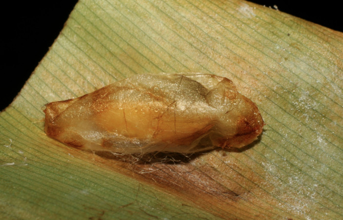 Figura 15. Capullo de parásito <i>Creagrura</i> nigripesDHJ03  (Ichneumonidae) que ataca <i>Cynea cannae</i> (Hesperiidae), vista lateral, localidad Laureles, Sector Rincón Rain Forest ACG (95m). Voucher: 07-SRNP-42155-DHJ427842.jpg.