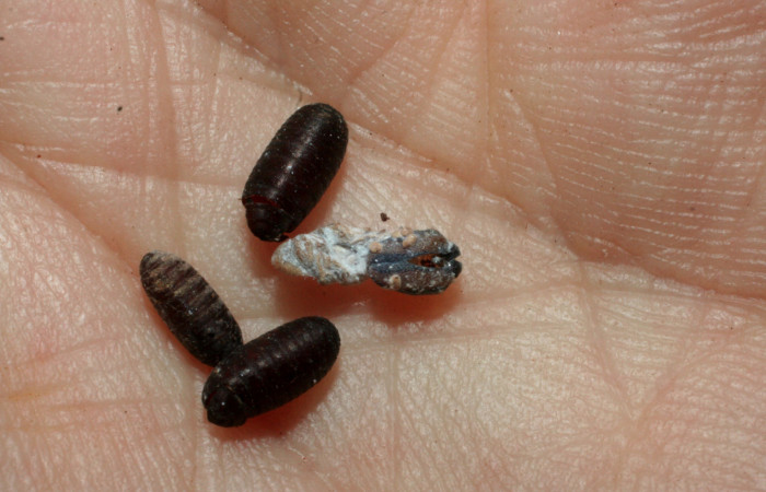 Figura 16. Restos de puparios de <i>Winthemia</i> Wood21 (Tachinidae) que ataca <i>Cynea cannae</i> (Hesperiidae), vista dorsal, localidad Laureles, Sector Rincón Rain Forest ACG (95m). Voucher: 08-SRNP-40102-DHJ453436.jpg.