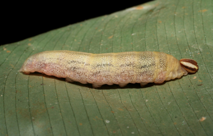Figura 6. Larva <i>Cynea cannae</i> (Hesperiidae), último estadío (U) vista lateral, localidad Vochysia, Sector Rincón Rain Forest ACG (320m). Voucher: 08-SRNP-40674-DHJ441909.jpg.