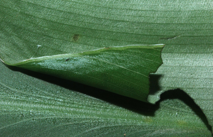 Figura 2. Casa de <i>Cynea cannae</i> (Hesperiidae), localidad Quebradona Estación Biológica Quica, Sector Pitilla ACG (475m). Voucher: 16-SRNP-71099-DHJ733147.jpg.